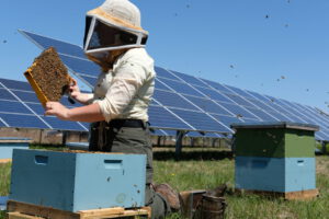 Pszczoły i farma fotowoltaiczna